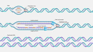 DNA Replication Process